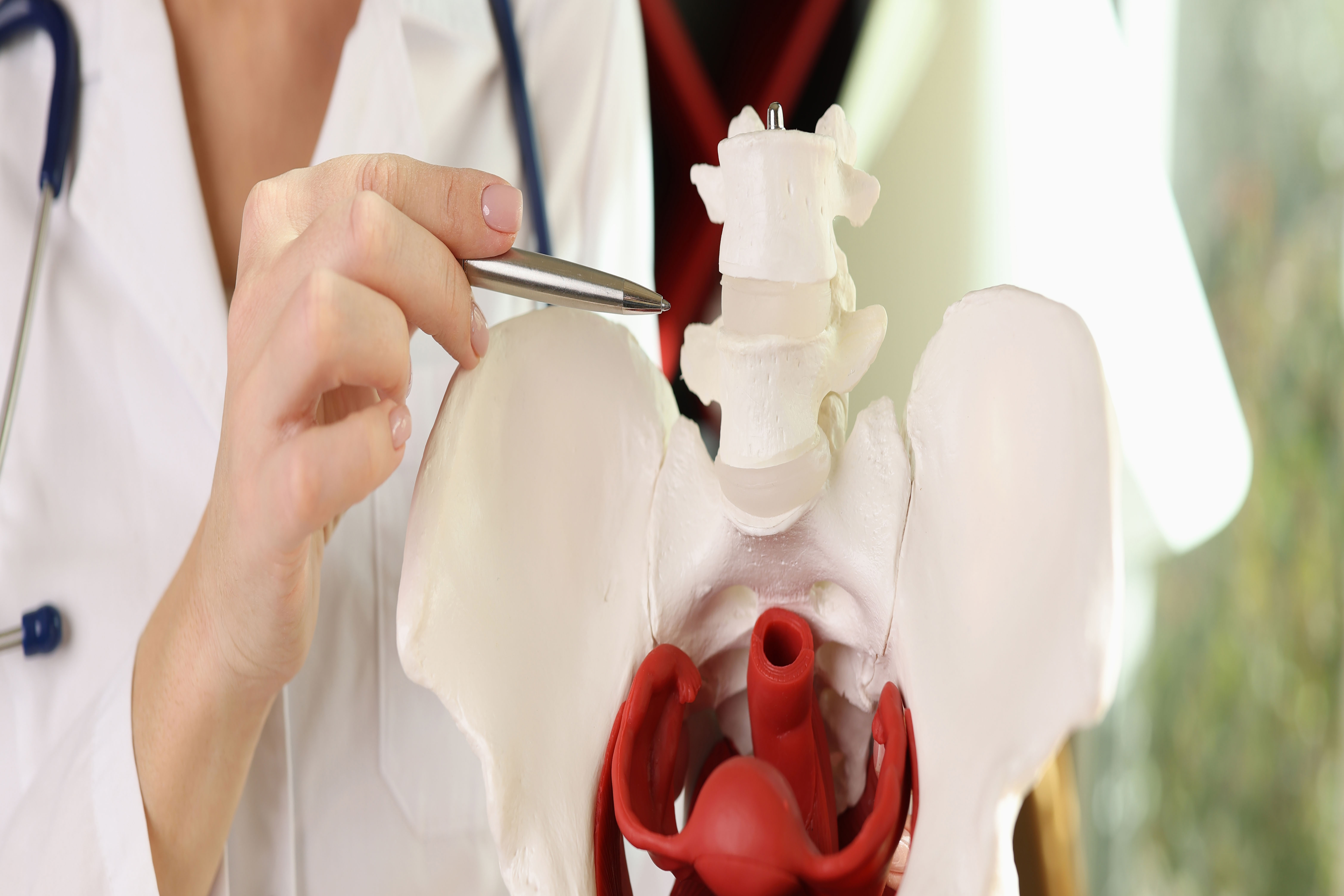 Doctor gynecologist showing bones of female pelvis closeup. Strengthening pelvic floor muscles concept